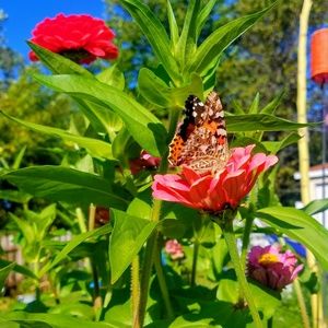 Meet your Posher, Joey